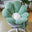 Green Pillow