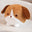 Cornflakes (Brown and White)
